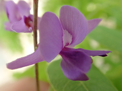 Pterodon emarginatus