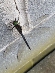 Somatochlora tenebrosa