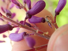 Pterodon emarginatus