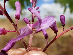 Pterodon emarginatus