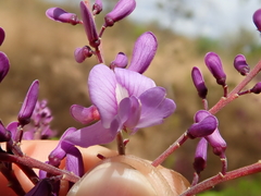 Pterodon emarginatus