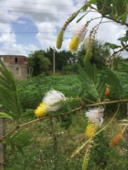 Dichrostachys cinerea