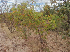 Byrsonima verbascifolia