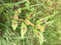 Euphorbia hirta: Herkunft und Verwendung — Foto 2