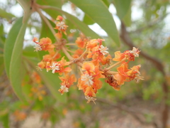 Byrsonima verbascifolia