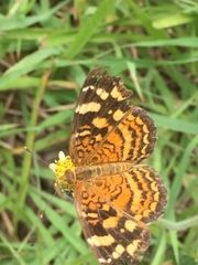Anthanassa frisia