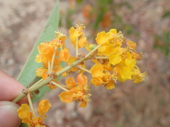 Byrsonima verbascifolia