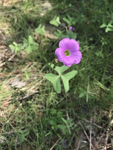 Drummond's woodsorrel (Oxalis drummondii)