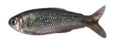 Eretmobrycon brevirostris