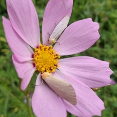 Chrysoecia thoracica