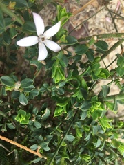 Philotheca buxifolia