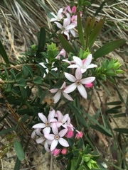 Philotheca buxifolia