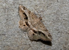 Chiasmia aestimaria