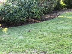 Turdus migratorius