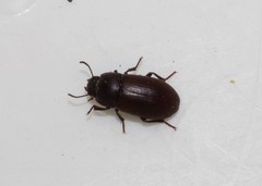Alphitobius diaperinus