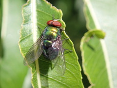 Lucilia illustris