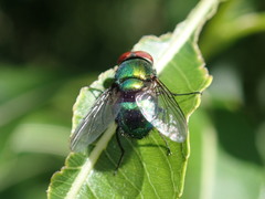 Lucilia illustris