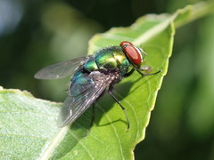Lucilia illustris