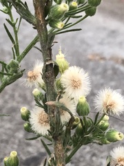 Erigeron pubescens