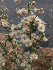 Erigeron pubescens