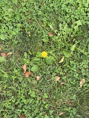Taraxacum officinale