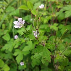 Geranium seemannii