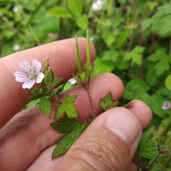 Geranium seemannii
