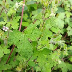 Geranium seemannii