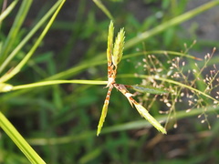 Cyperus compressus