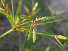 Cyperus compressus
