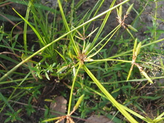 Cyperus compressus