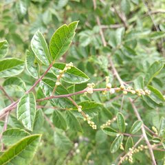 Rhus virens