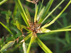 Cyperus compressus