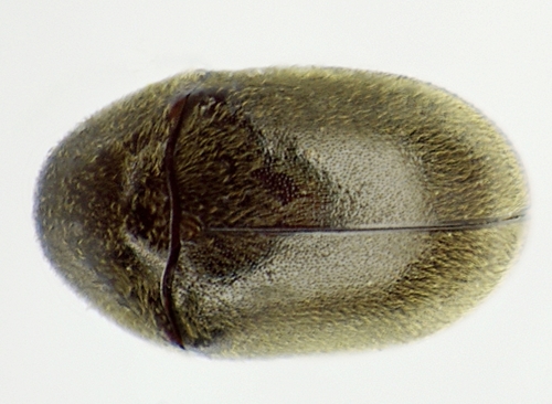 Mesocoelopus niger
