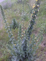 Verbascum virgatum