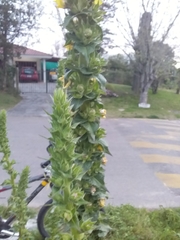 Verbascum virgatum