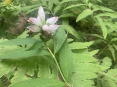 Chelone glabra
