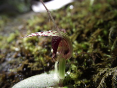 Corybas rivularis