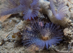 Bispira polyomma