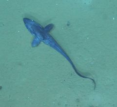 Coryphaenoides acrolepis