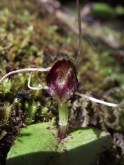 Corybas rivularis