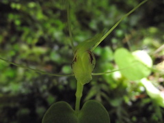 Corybas rivularis