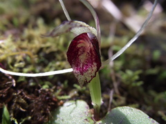 Corybas rivularis