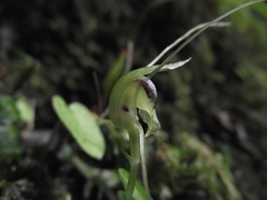 Corybas rivularis