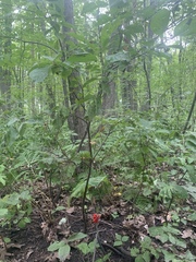 Arisaema triphyllum
