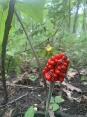 Arisaema triphyllum
