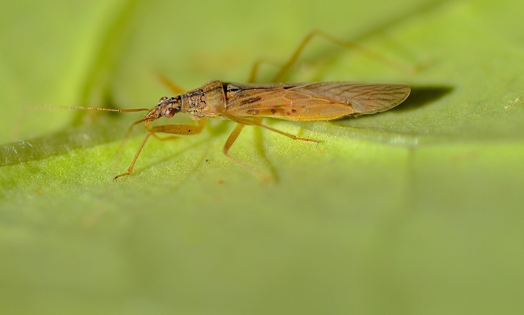 Pacific Damsel Bug