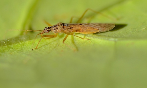 Pacific Damsel Bug