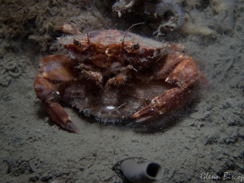 Arch-fronted Swimming Crab, photo 4 of 10