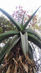 Aloe vaombe